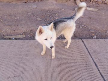 Esta es Kira la compañera de Enzo.