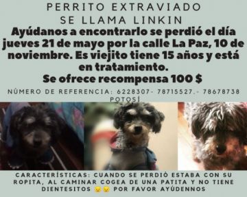 El perrito es viejito y piden que lo agarren para que vuelva con su familia.
