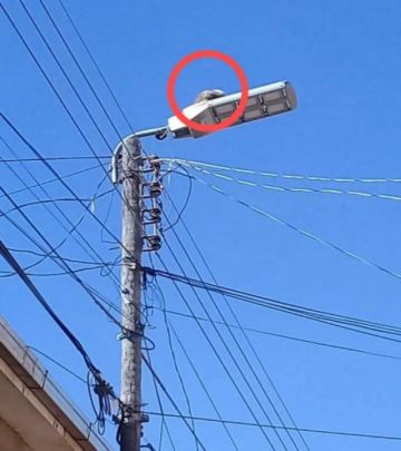 El gatito estaba en lo alto del poste.