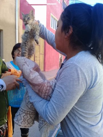 El gatito estaba en lo alto del poste.