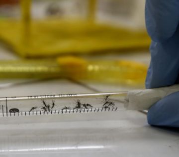 El mosquito no transmite el coronavirus, según Instituto de Sanidad italiano
