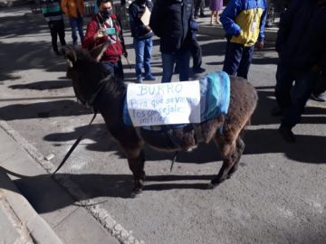 Los vecinos llegaron con un burrito a la plaza.
