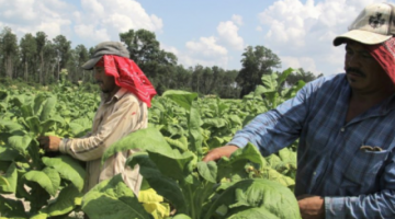 La FAO alerta que la COVID-19 puede agudizar el hambre en el mundo