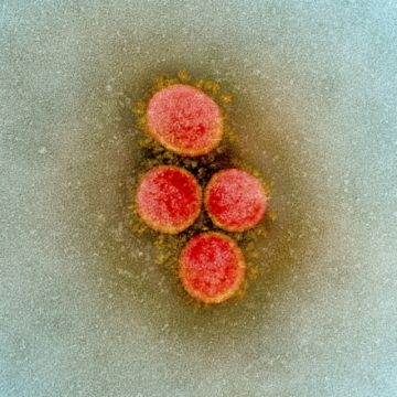 El SARS-CoV-2, el actual coronavirus de la pandemia puede mutar (y eso es normal)