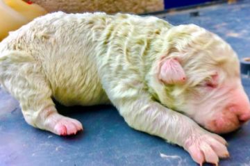 Conoce a Pistacho, el perrito que nació de color verde