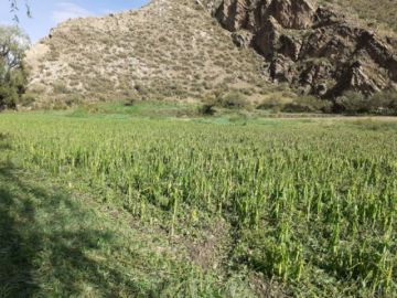 La granizada afectó viviendas, animales y cultivos en Tupiza