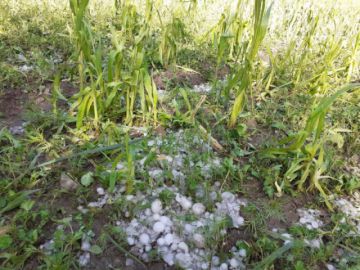 La granizada afectó viviendas, animales y cultivos en Tupiza