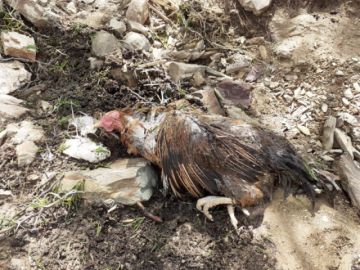 La granizada afectó viviendas, animales y cultivos en Tupiza