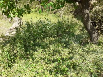 La granizada afectó viviendas, animales y cultivos en Tupiza