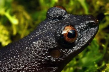Expedición descubre 20 nuevas especies de flora y fauna en Bolivia