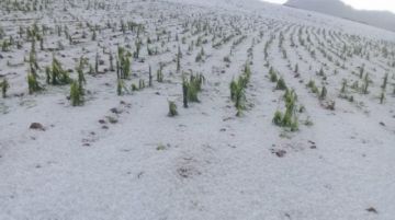 El tamaño del granizó causó daños.