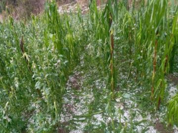 El tamaño del granizó causó daños.
