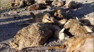 Sucedió a cinco kilómetros aproximadamente de la ciudad de Uyuni, Potosí.