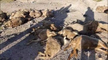 Sucedió a cinco kilómetros aproximadamente de la ciudad de Uyuni, Potosí.