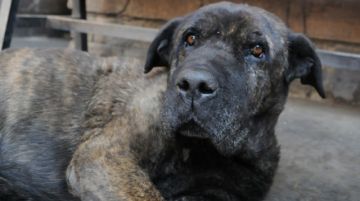 Baquiro, la fiel mascota de los policías. Noé Portugal