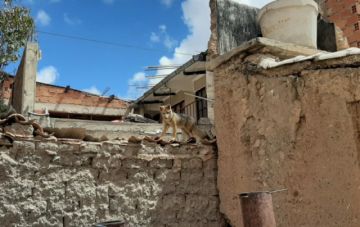 El responsable de Zoonosis del Gobierno Municipal de Potosí, Omar Berazain, informó que se trataría de una zorra y deduce que algún vecino la crió 