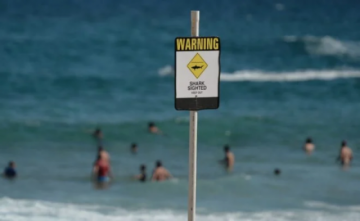 Un surfista muere tras haber sido atacado por un tiburón en Australia