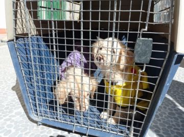 Animales rescatados por la Policía forestal.