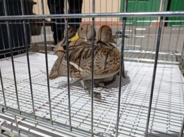 Animales rescatados por la Policía forestal.