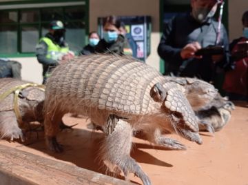 Animales rescatados por la Policía forestal.
