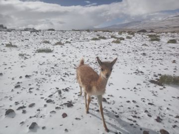 Personal de la Reserva Eduardo Abaroa envió fotografías y videos 