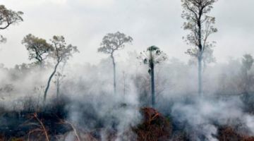 La pandemia no detiene la deforestación en la Amazonía, dirigentes demandan acciones