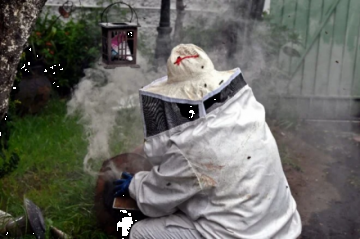 “Guardianas” de abejas se lanzan a su rescate en México