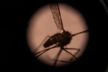 China erradicó la malaria después de 70 años de lucha