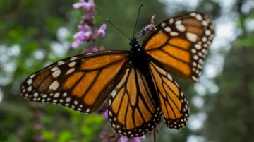 En busca de huevos de mariposas monarca en los jardines de Canadá
