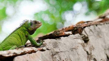 Una iguana invasora de América Latina amenaza a la iguana de las Antillas