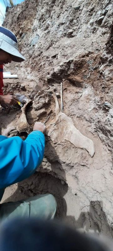 Hallan restos fósiles de mamífero gigante en Tinguipaya