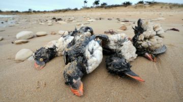Pájaros marinos mueren de hambre durante las tempestades en el hemisferio norte, revela estudio