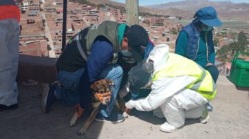 La vacunación se desarrolló en diferentes zonas. FOTOS: VÍCTOR HINOJOSA - FACULTAD DE MEDICINA UATF