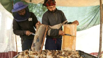 Los apicultores de la Cachemira india y sus abejas, rumbo al sur en busca del calor y de polen