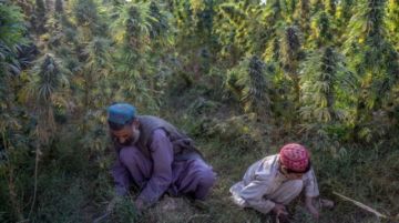 El cannabis sigue prosperando en Kandahar bajo la sombra de los talibanes