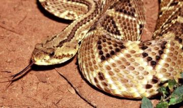 Fallece un hombre la tercera edad por mordida de serpiente en Chuquisaca