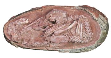 Un embrión de dinosaurio, perfectamente fosilizado, estaba por salir de su cascarón