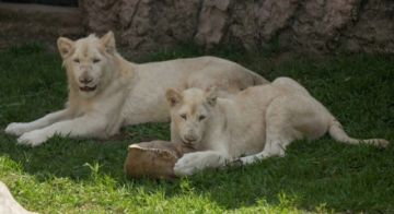 Un zoológico de Perú exhibe a dos leones blancos nacidos en México