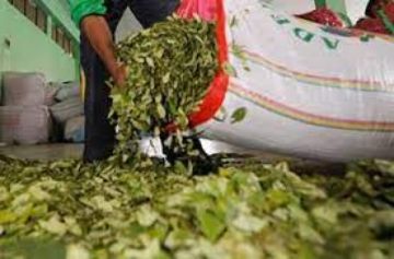 Comerciantes de hoja de coca observan venta del producto de los productores