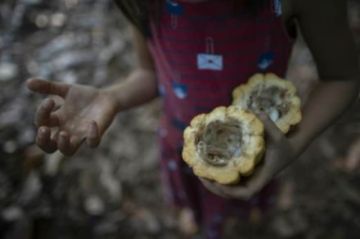 Nestlé lanza un plan de lucha contra el trabajo infantil en el cacao