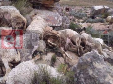 Gobernación reporta muerte de animales por caída de rayo en Betanzos