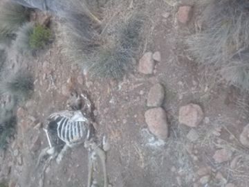 Anuncian la denuncia de la caza de vicuñas ante el Ministerio Público