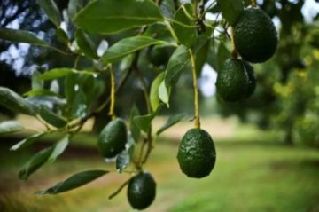EEUU suspende las importaciones de aguacate mexicano tras las amenazas a un oficial