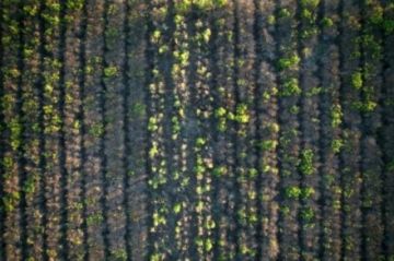 La sequía pone en jaque la producción de yerba mate en Argentina