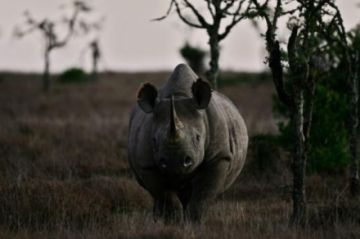 El "bono rinoceronte" irrumpe en el mercado para salvar animales sudafricanos