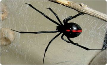 Reportan que niña de siete años fue víctima de picadura de una araña viuda negra
