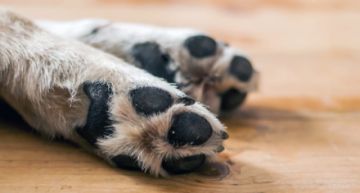Pofoma registra 48 casos de biocidio y el rescate de 110 animales en lo que va del año