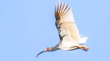 El toki, el pájaro que renació de sus cenizas en una isla de Japón