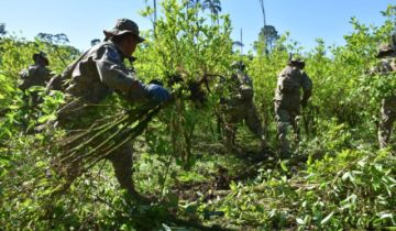 EEUU publica datos sobre coca y cocaína en Bolivia y alienta a reducir cultivo y producción