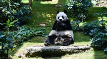 El panda macho más longevo en cautividad muere a los 35 años en Hong Kong
